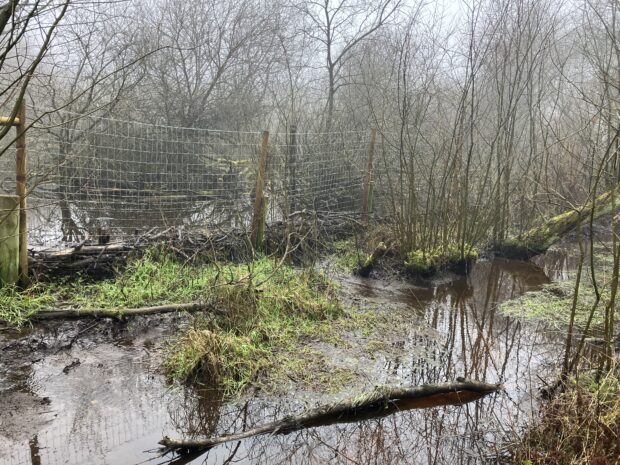 A beaver dam created against an enclosure fence.