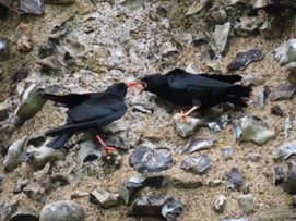Kent’s first wild hatched red-billed chough chick begging from parent, credit: Joanne Turpin