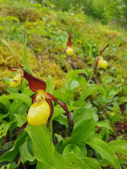 Lady’s slipper orchid, Credit: Karen Shelley-Jones
