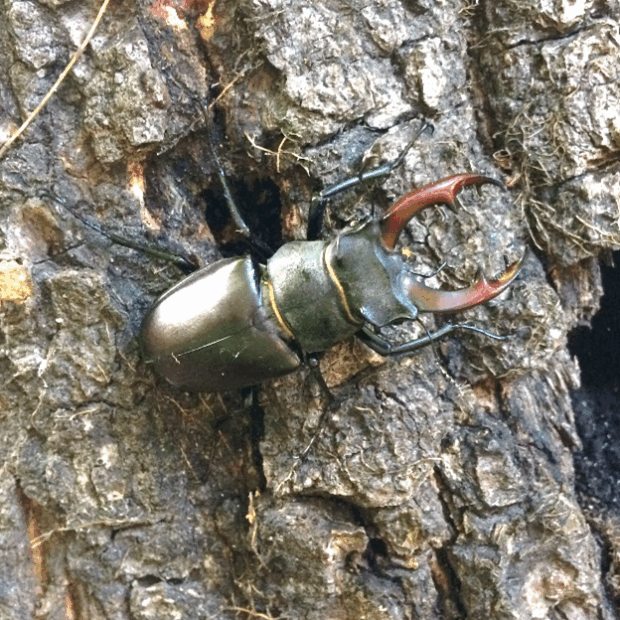 Stag Beetle (Lucanus cervus) credit Simon Curson