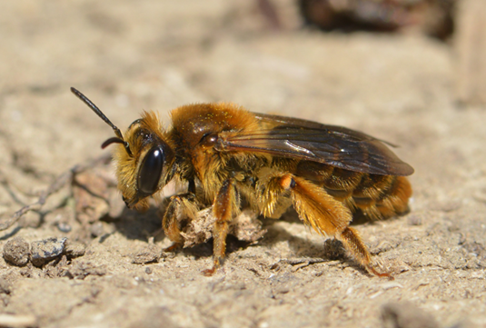 The Maidstone mining bee (credit: Grant Hazlehurst)