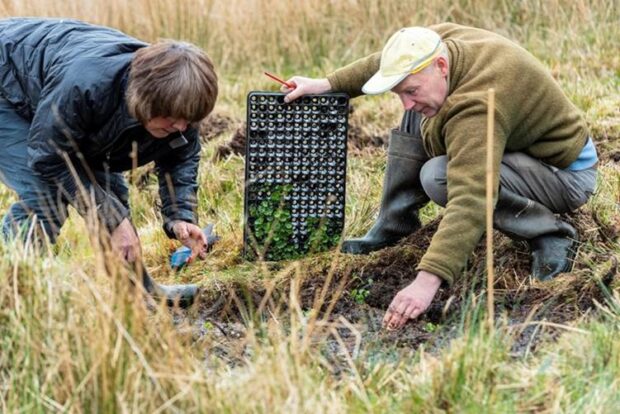 Volunteers planting marsh violet credit: Neil Harris, National Trust images