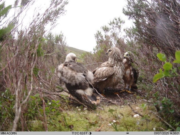 A hen harrier nest with chicks
