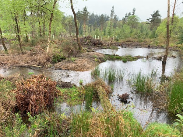 Principle 2 – get wet: Lower Foxes Bridge Bog, Forest of Dean, a Forestry England re-wetting project. Credit: Alisa Swanson