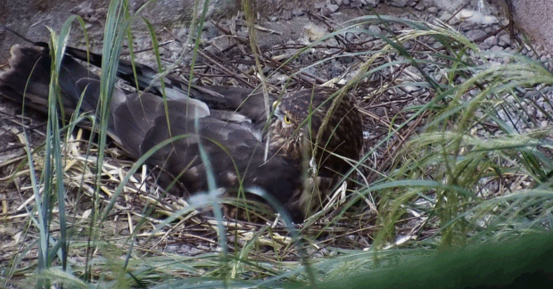 Female hen harrier incubating eggs