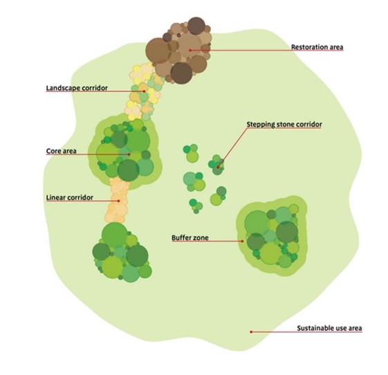 Principle 4 – get better connected: The 5 components of ecological networks – core areas, stepping stones, restoration areas, buffer zones and softening the matrix that contribute to better connections. Credit: Lawton et al 2010