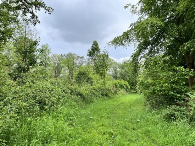 Principle 6 – be edgy: Wood pasture habitat created via natural colonisation grazed by cattle, ponies and pigs on West Acre Estate, Norfolk 2024. Credit: Sarah Howard