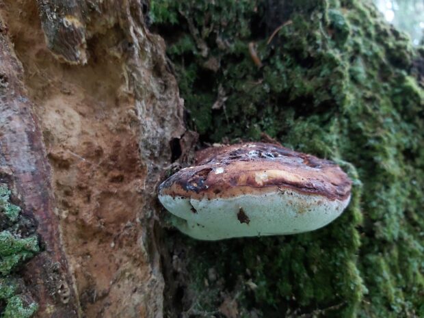 oak polypore fungi