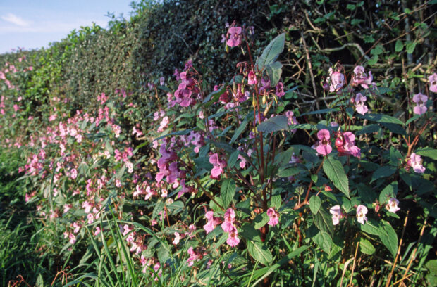 Himalayan balsam on a field edge. Natural England
