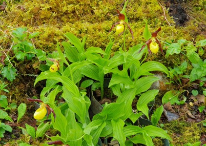 Lady’s slipper orchid, 30 years of conservation work has brought this species back from the brink of extinction – photograph: Karen Shelley-Jones