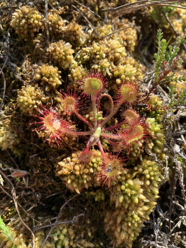 May Moss - sundew and sphagnum. Credit: Roy McGhie, Natural England