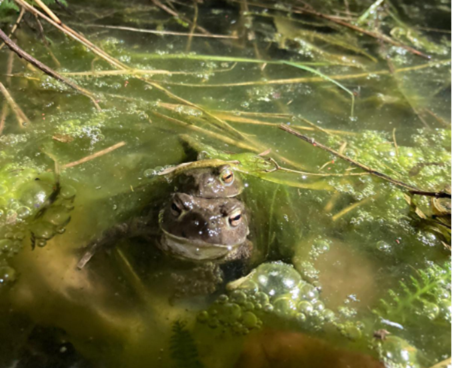 With their semi-permeable skin and sensitivity to toxins and water quality, Toads are excellent indicators of healthy pond habitats. Image: Tabitha Roach Osborne.