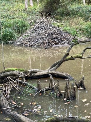 A lodge in a beaver pond, River From catchment, Wiltshire.