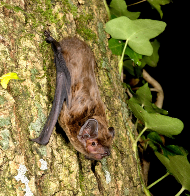 Leisler's bat on a tree. Credit: Daniel Whitby