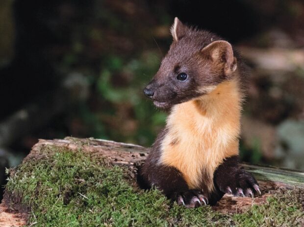 Pine Marten. Credit: Robert Cruikshanks