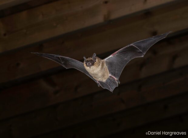 Serotine in flight. Credit: Daniel Hargreaves (www.bats.org.uk)