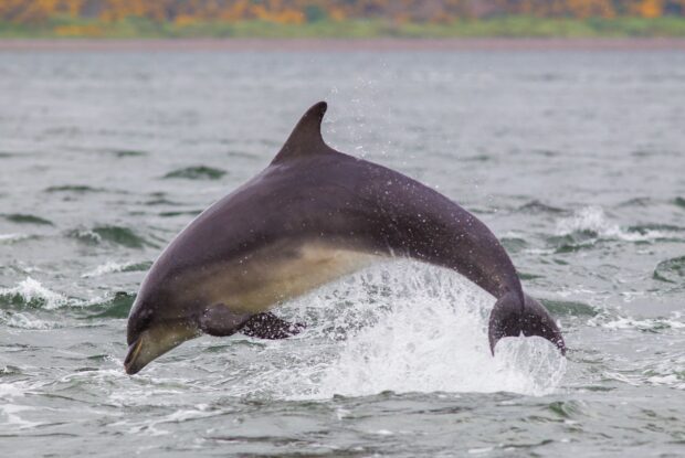 Jumping bottlenose dolphin.