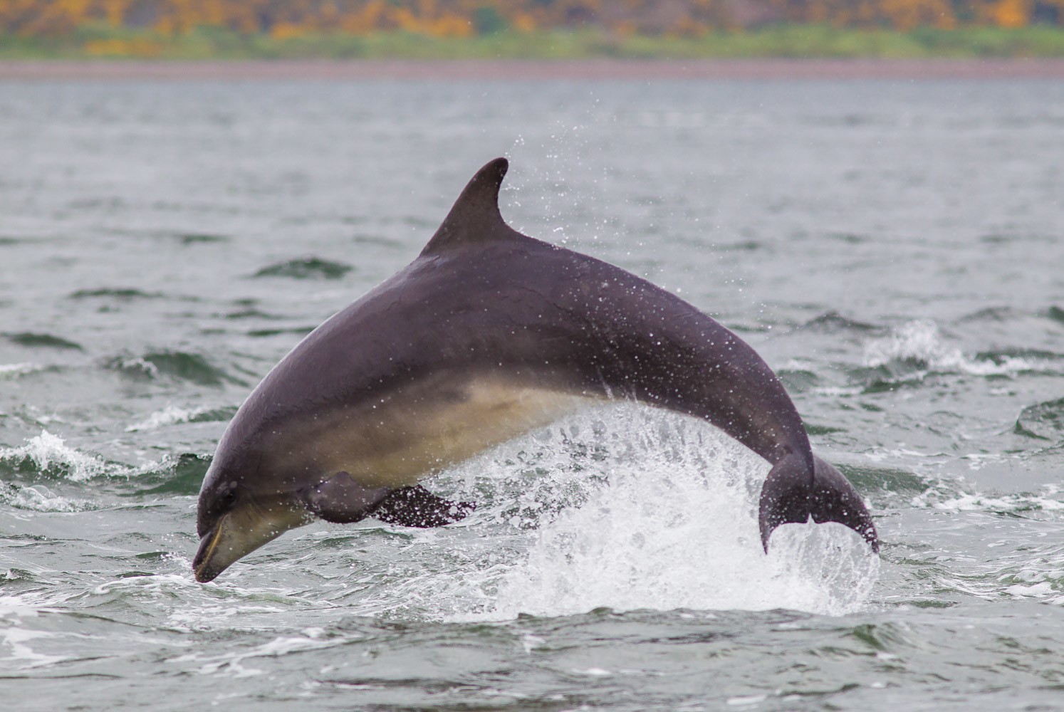 Jumping bottlenose dolphin.