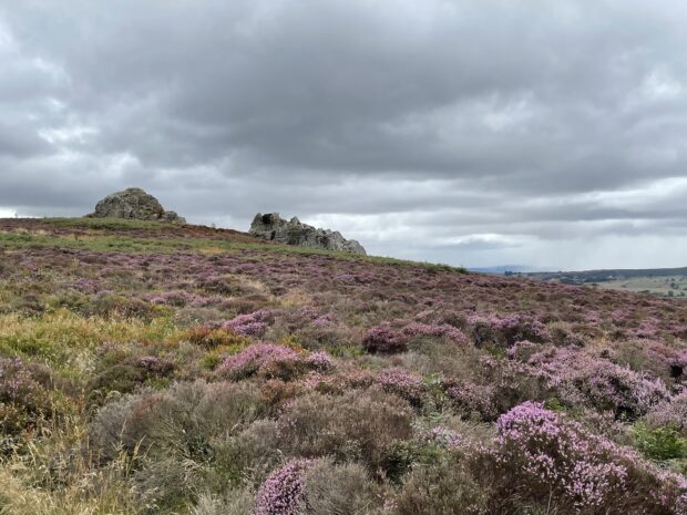 Nipstone Rock, Stiperstones National Nature Reserve, August 2025