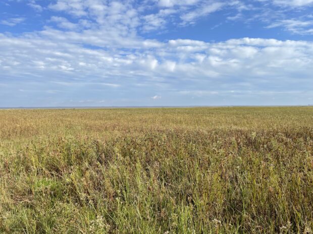 Lincolnshire Coronation Coast National Nature Reserve, September 2023