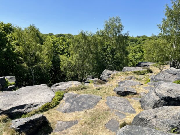 Shipley Glen, Bradford Pennine Gateway National Nature Reserve, May 2025