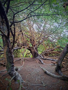 The woodland floor and Kingley Vale NNR provides the perfect habitat for earthtongue fungi. Credit: Rachel Guy