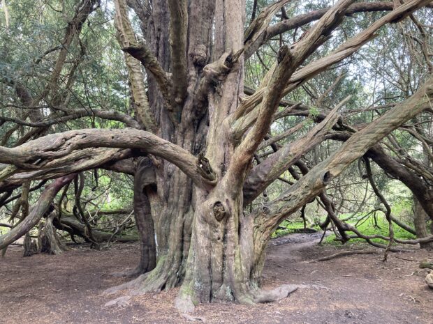 Yew tree at Kingley Vale National Nature Reserve