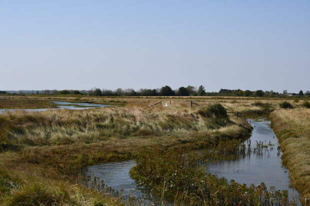 Abbotts Hall, looking inland towards former arable fields from the marshes and creeks. Credit: Anna Oliveri