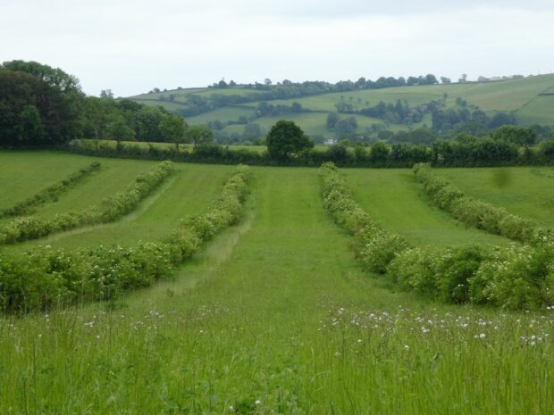 Dartington Estate, Devon - wheat and elderflower. Credit: Steve Clarke