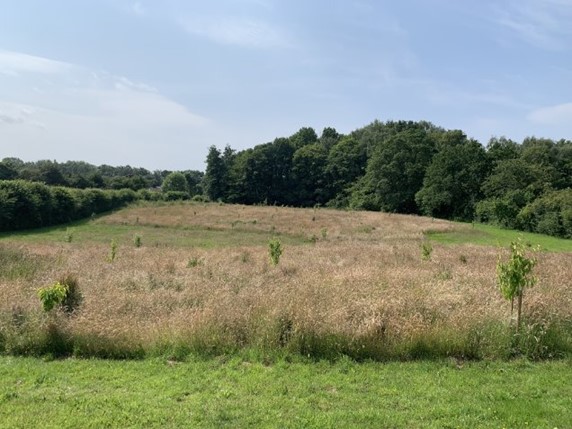 In-field trees planted to avoid a wet flush, Shropshire. Credit: Geoff Newman