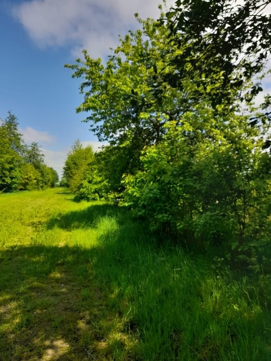 Messy edge at Wakelyns farm, Suffolk. Credit: Geoff Newman