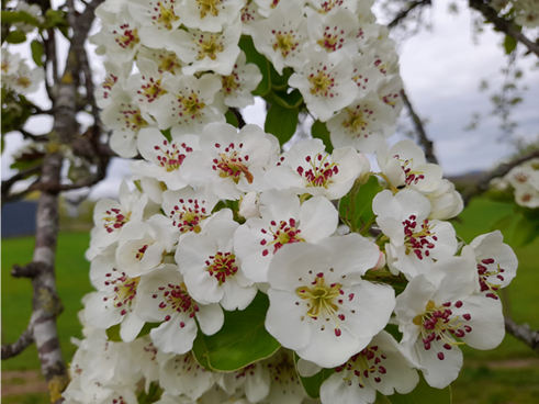 Perry Pear blossom, Kempley. Credit: Geoff Newman