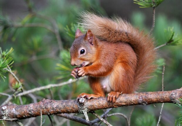 Red squirrel feeding. Credit: Gary Bruce