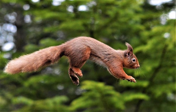 Red squirrel leaping. Credit: Gary Bruce