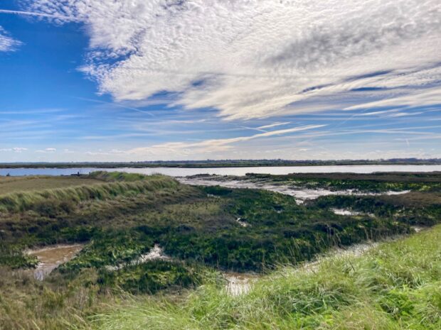 The coast at Abbotts Hall is a natural transition from scrubland to intertidal saltmarshes. Credit: Zoe Gillard