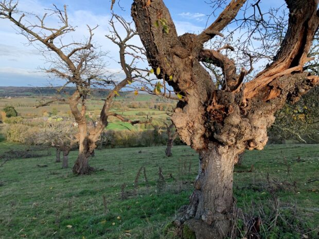 Veteran cherry trees, Alfrick, Worcestershire. Credit: Geoff Newman