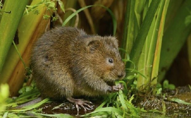 Water vole