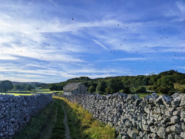 Landscape shot showing a path through two stone fences with green fields either side in the Yorkshire countryside. The sky is bright blue and sunny and a flock of birds are in flight.