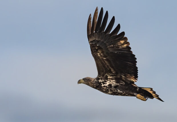White-tailed eagle in flight. Credit Paul Jackson
