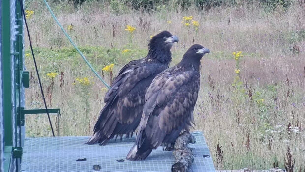 Pair of released white-tailed eagles looking forward. Credit: Forestry England
