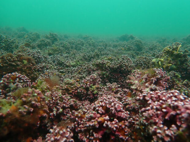 The extensive healthy maerl bed in the Fal Estuary, taken by Natural England divers on the day of filming. Credit Angela Gall - Natural England