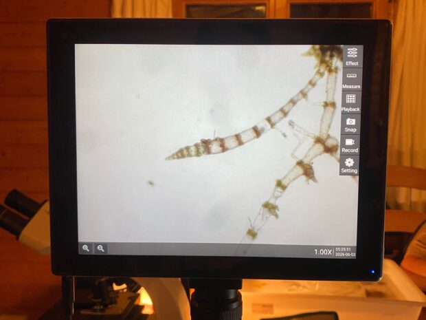 The new species of Ceramium seaweed under the microscope, showing the reproductive parts found for the first time during filming. Credit: Debbie Winton - Natural England