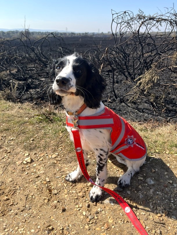 A volunteer member of the K9 Firewise patrol in Dorset. Credit: Dorset Dogs