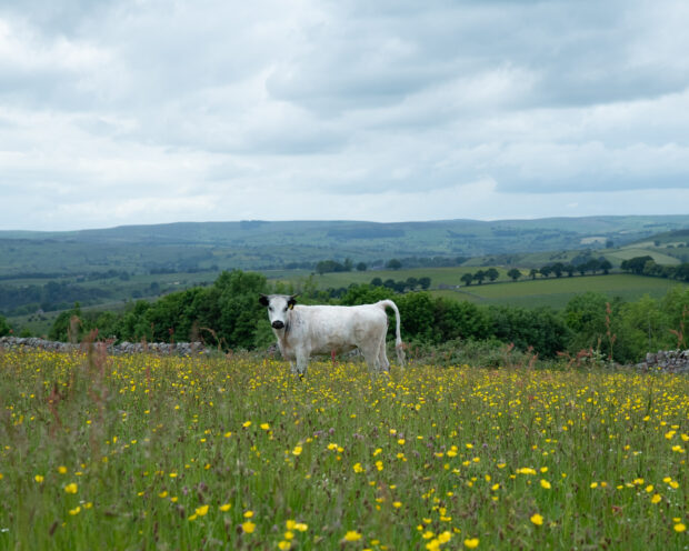 English white park cow on a grassland restoration site near Hartington Peak District