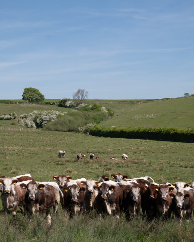 Herd of English Longhorns in a green field, which has been restored as part of a CSHT agreement.