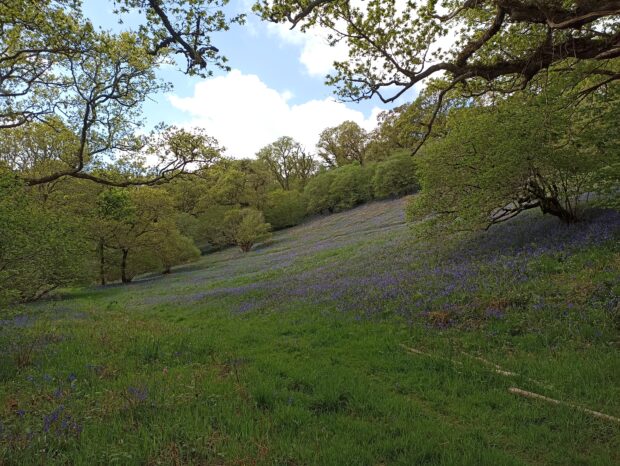 Cabila Woods, Cornwall. Image © Laura Snell.