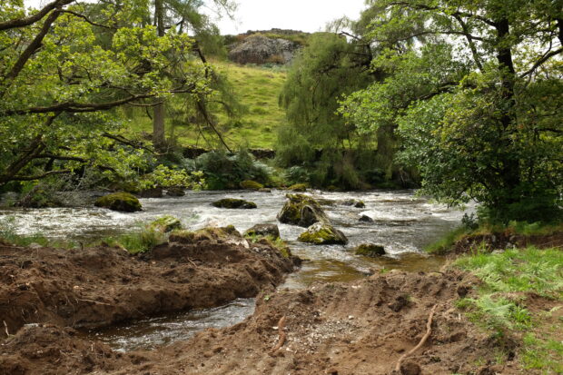 river bank surrounded by trees